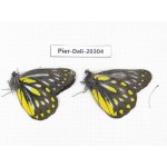 Delias partrua partrua. China, Yunnan, Nujiang, N of Nujiang valley, Mt. Biluoxueshan. 2M. Pier-Deli-20304.