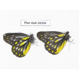 Delias partrua partrua. China, Yunnan, Nujiang, N of Nujiang valley, Mt. Biluoxueshan. 2M. Pier-Deli-20304.