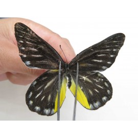 Delias partrua partrua. China, Yunnan, Nujiang, N of Nujiang valley, Mt. Biluoxueshan. 2M. Pier-Deli-20304.