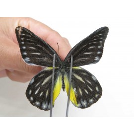 Delias partrua partrua. China, Yunnan, Nujiang, N of Nujiang valley, Mt. Biluoxueshan. 2M. Pier-Deli-20304.