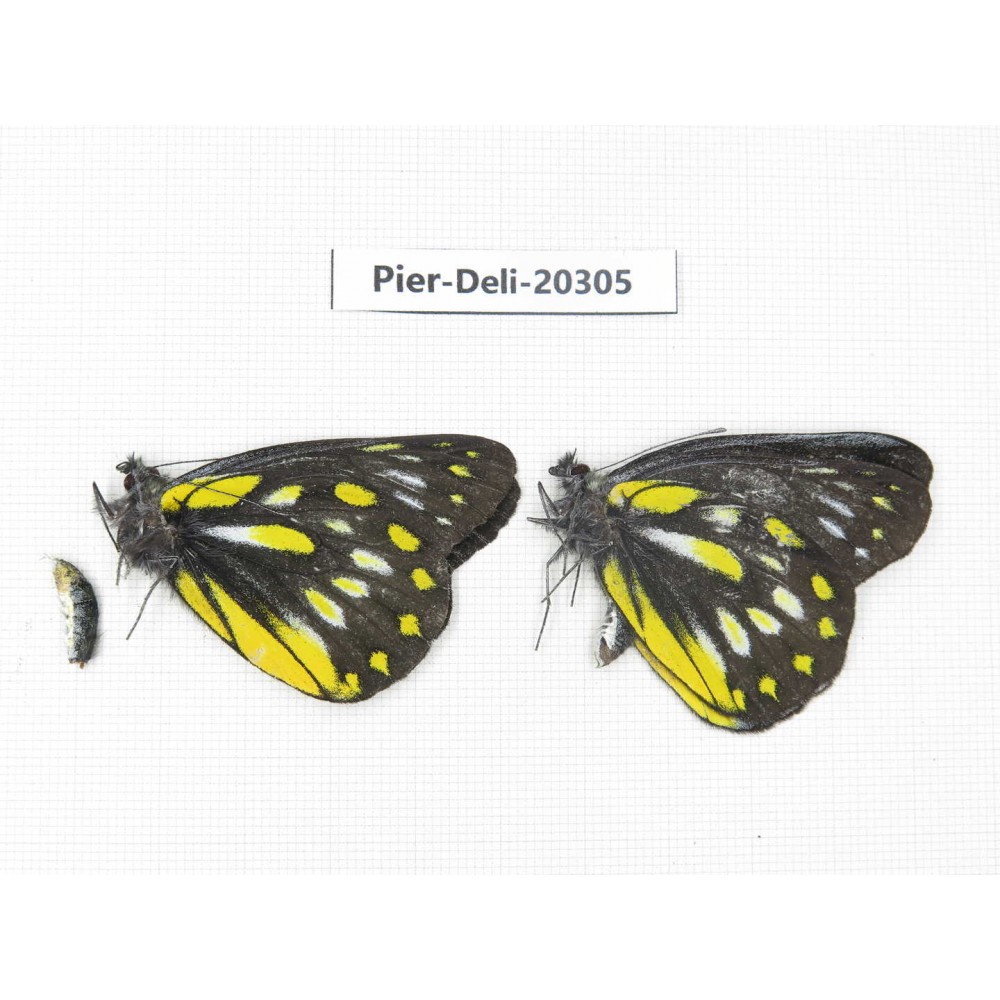 Delias partrua partrua. China, Yunnan, Nujiang, N of Nujiang valley, Mt. Biluoxueshan. 2M. Pier-Deli-20305.