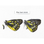Delias partrua partrua. China, Yunnan, Nujiang, N of Nujiang valley, Mt. Biluoxueshan. 2M. Pier-Deli-20305.