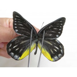 Delias partrua partrua. China, Yunnan, Nujiang, N of Nujiang valley, Mt. Biluoxueshan. 2M. Pier-Deli-20305.