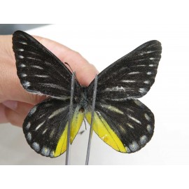 Delias partrua partrua. China, Yunnan, Nujiang, N of Nujiang valley, Mt. Biluoxueshan. 2M. Pier-Deli-20305.