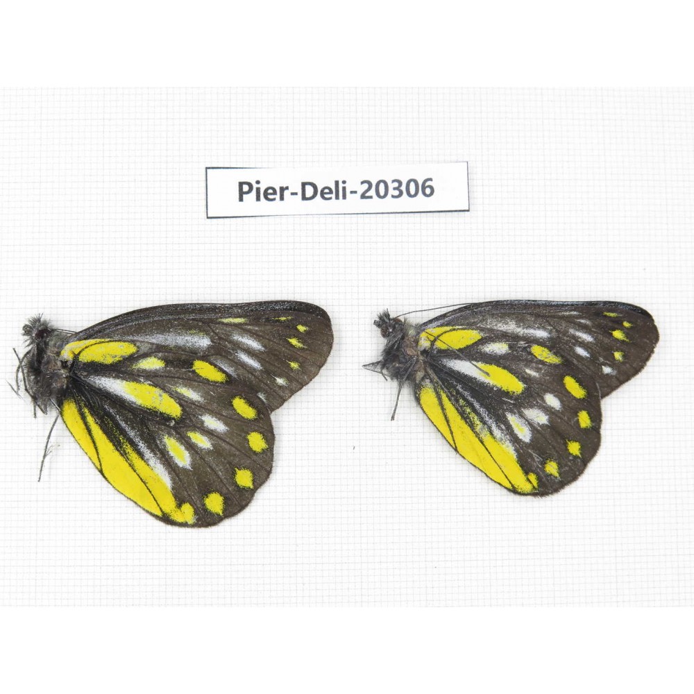 Delias partrua partrua. China, Yunnan, Nujiang, N of Nujiang valley, Mt. Biluoxueshan. 2M. Pier-Deli-20306.