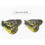Delias partrua partrua. China, Yunnan, Nujiang, N of Nujiang valley, Mt. Biluoxueshan. 2M. Pier-Deli-20306.