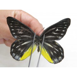 Delias partrua partrua. China, Yunnan, Nujiang, N of Nujiang valley, Mt. Biluoxueshan. 2M. Pier-Deli-20306.