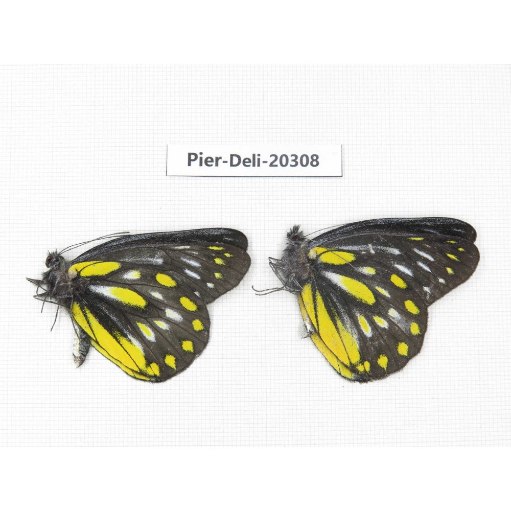 Delias partrua partrua. China, Yunnan, Nujiang, N of Nujiang valley, Mt. Biluoxueshan. 2M. Pier-Deli-20308.