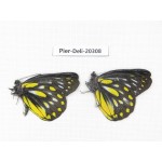 Delias partrua partrua. China, Yunnan, Nujiang, N of Nujiang valley, Mt. Biluoxueshan. 2M. Pier-Deli-20308.