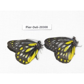 Delias partrua partrua. China, Yunnan, Nujiang, N of Nujiang valley, Mt. Biluoxueshan. 2M. Pier-Deli-20308.