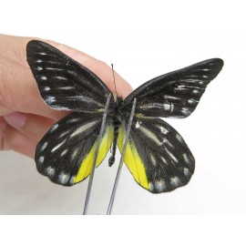 Delias partrua partrua. China, Yunnan, Nujiang, N of Nujiang valley, Mt. Biluoxueshan. 2M. Pier-Deli-20308.