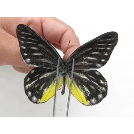 Delias partrua partrua. China, Yunnan, Nujiang, N of Nujiang valley, Mt. Biluoxueshan. 2M. Pier-Deli-20308.