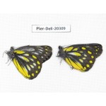 Delias partrua partrua. China, Yunnan, Nujiang, N of Nujiang valley, Mt. Biluoxueshan. 2M. Pier-Deli-20309.