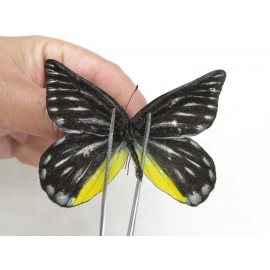 Delias partrua partrua. China, Yunnan, Nujiang, N of Nujiang valley, Mt. Biluoxueshan. 2M. Pier-Deli-20309.