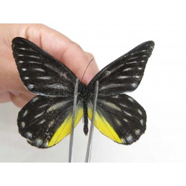 Delias partrua partrua. China, Yunnan, Nujiang, N of Nujiang valley, Mt. Biluoxueshan. 2M. Pier-Deli-20309.
