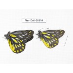 Delias partrua partrua. China, Yunnan, Nujiang, N of Nujiang valley, Mt. Biluoxueshan. 2M. Pier-Deli-20310.