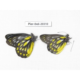 Delias partrua partrua. China, Yunnan, Nujiang, N of Nujiang valley, Mt. Biluoxueshan. 2M. Pier-Deli-20310.
