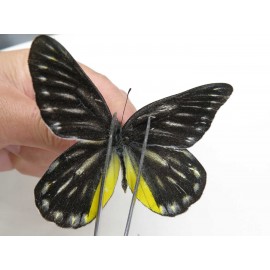 Delias partrua partrua. China, Yunnan, Nujiang, N of Nujiang valley, Mt. Biluoxueshan. 2M. Pier-Deli-20310.