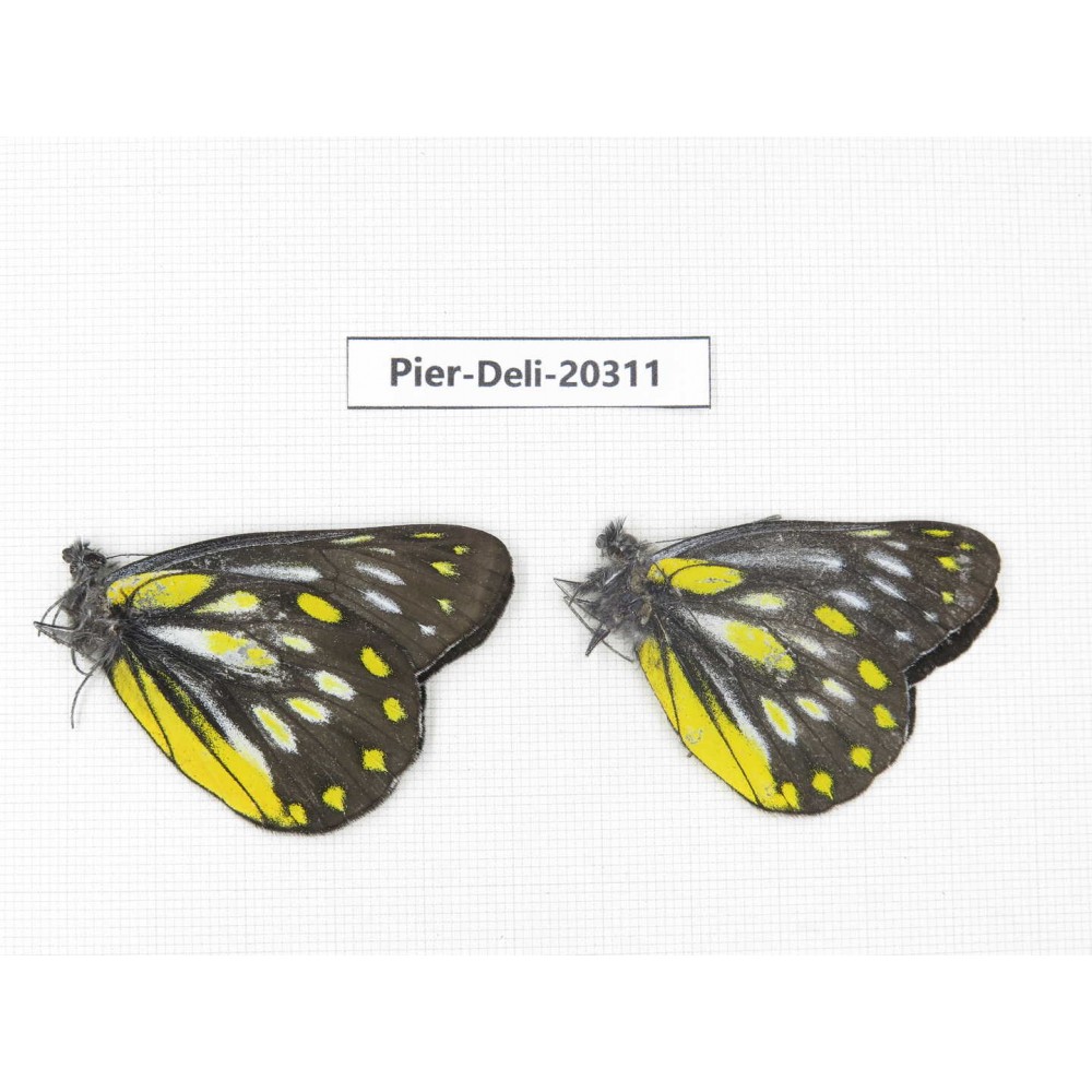 Delias partrua partrua. China, Yunnan, Nujiang, N of Nujiang valley, Mt. Biluoxueshan. 2M. Pier-Deli-20311.