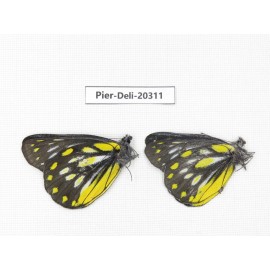 Delias partrua partrua. China, Yunnan, Nujiang, N of Nujiang valley, Mt. Biluoxueshan. 2M. Pier-Deli-20311.