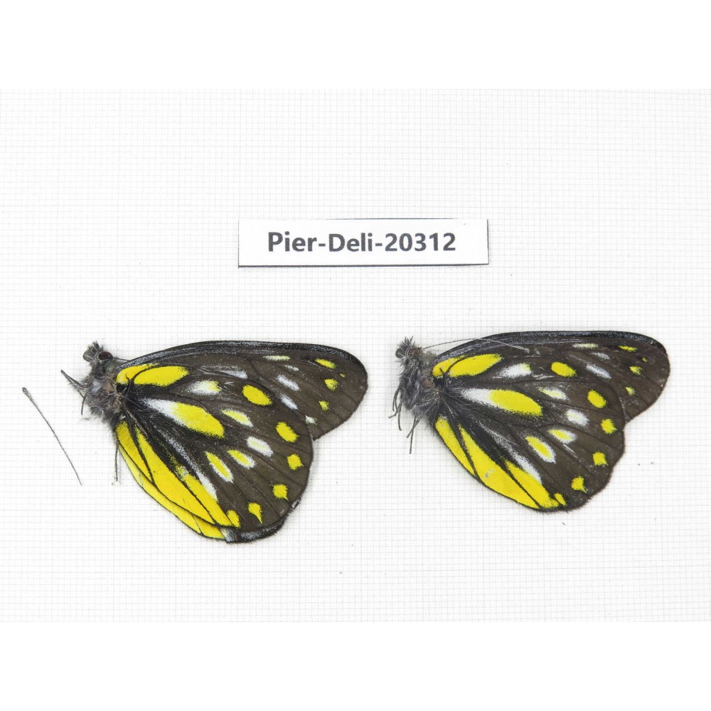 Delias partrua partrua. China, Yunnan, Nujiang, N of Nujiang valley, Mt. Biluoxueshan. 2M. Pier-Deli-20312.