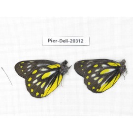 Delias partrua partrua. China, Yunnan, Nujiang, N of Nujiang valley, Mt. Biluoxueshan. 2M. Pier-Deli-20312.