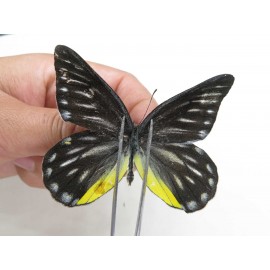 Delias partrua partrua. China, Yunnan, Nujiang, N of Nujiang valley, Mt. Biluoxueshan. 2M. Pier-Deli-20312.
