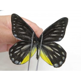 Delias partrua partrua. China, Yunnan, Nujiang, N of Nujiang valley, Mt. Biluoxueshan. 2M. Pier-Deli-20312.