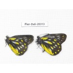 Delias partrua partrua. China, Yunnan, Nujiang, N of Nujiang valley, Mt. Biluoxueshan. 2M. Pier-Deli-20313.