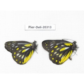 Delias partrua partrua. China, Yunnan, Nujiang, N of Nujiang valley, Mt. Biluoxueshan. 2M. Pier-Deli-20313.