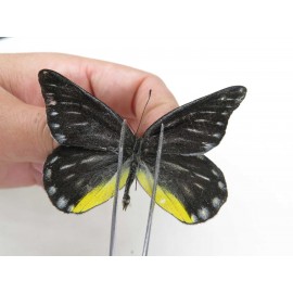 Delias partrua partrua. China, Yunnan, Nujiang, N of Nujiang valley, Mt. Biluoxueshan. 2M. Pier-Deli-20313.