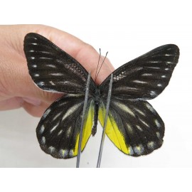 Delias partrua partrua. China, Yunnan, Nujiang, N of Nujiang valley, Mt. Biluoxueshan. 2M. Pier-Deli-20313.