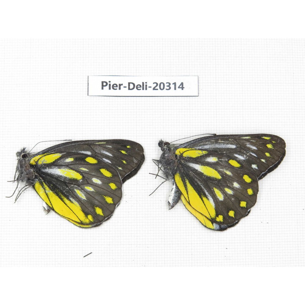 Delias partrua partrua. China, Yunnan, Nujiang, N of Nujiang valley, Mt. Biluoxueshan. 2M. Pier-Deli-20314.