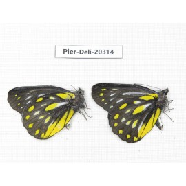 Delias partrua partrua. China, Yunnan, Nujiang, N of Nujiang valley, Mt. Biluoxueshan. 2M. Pier-Deli-20314.