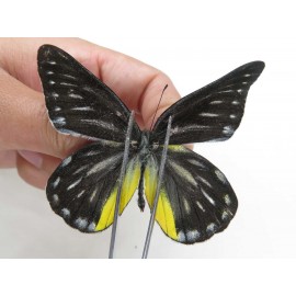 Delias partrua partrua. China, Yunnan, Nujiang, N of Nujiang valley, Mt. Biluoxueshan. 2M. Pier-Deli-20314.