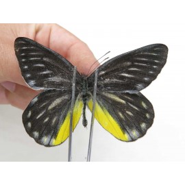Delias partrua partrua. China, Yunnan, Nujiang, N of Nujiang valley, Mt. Biluoxueshan. 2M. Pier-Deli-20314.