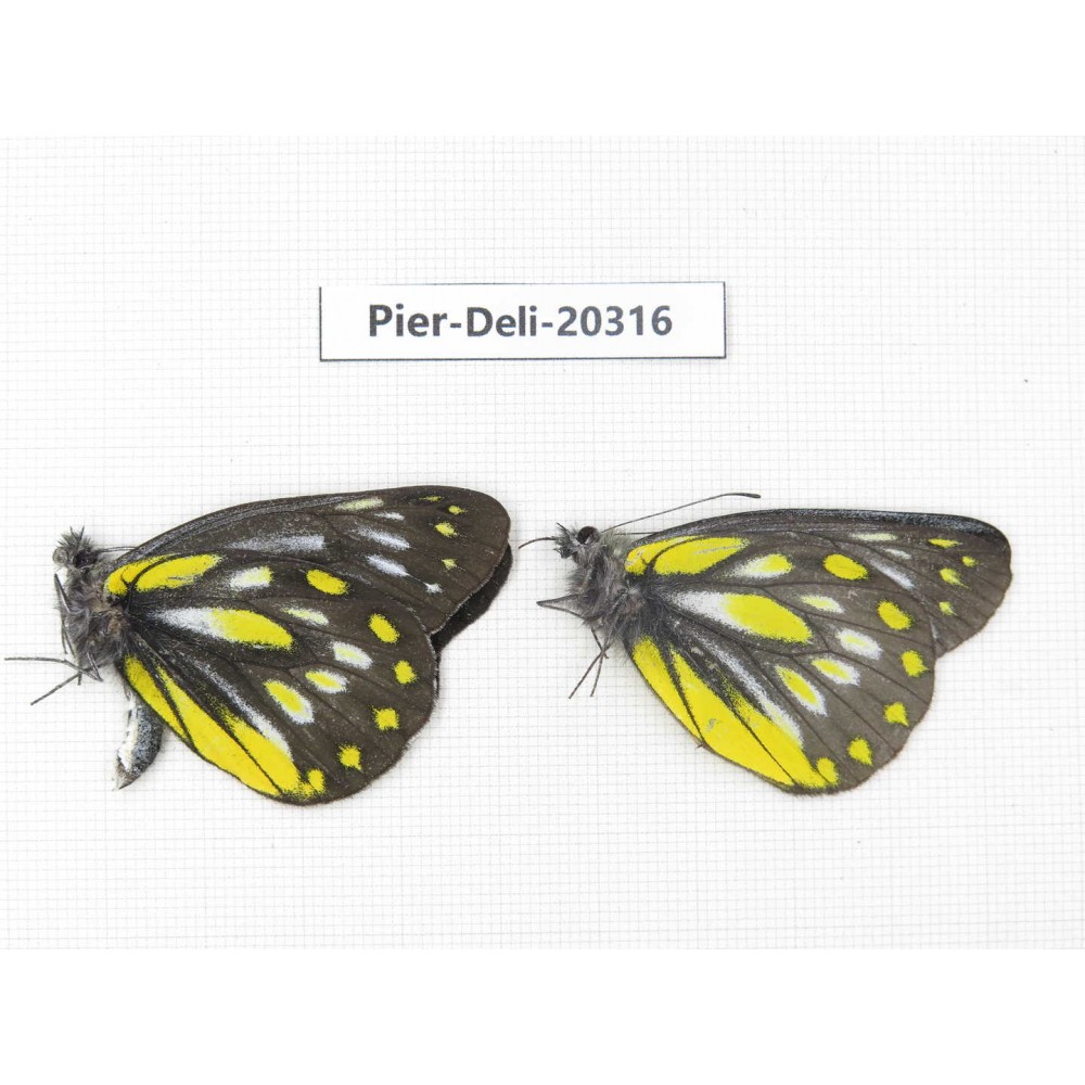 Delias partrua partrua. China, Yunnan, Nujiang, N of Nujiang valley, Mt. Biluoxueshan. 2M. Pier-Deli-20316.