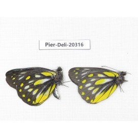 Delias partrua partrua. China, Yunnan, Nujiang, N of Nujiang valley, Mt. Biluoxueshan. 2M. Pier-Deli-20316.