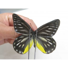 Delias partrua partrua. China, Yunnan, Nujiang, N of Nujiang valley, Mt. Biluoxueshan. 2M. Pier-Deli-20316.