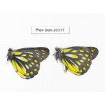 Delias partrua partrua. China, Yunnan, Nujiang, N of Nujiang valley, Mt. Biluoxueshan. 2M. Pier-Deli-20317.