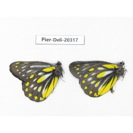 Delias partrua partrua. China, Yunnan, Nujiang, N of Nujiang valley, Mt. Biluoxueshan. 2M. Pier-Deli-20317.