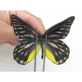 Delias partrua partrua. China, Yunnan, Nujiang, N of Nujiang valley, Mt. Biluoxueshan. 2M. Pier-Deli-20317.