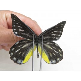 Delias partrua partrua. China, Yunnan, Nujiang, N of Nujiang valley, Mt. Biluoxueshan. 2M. Pier-Deli-20317.