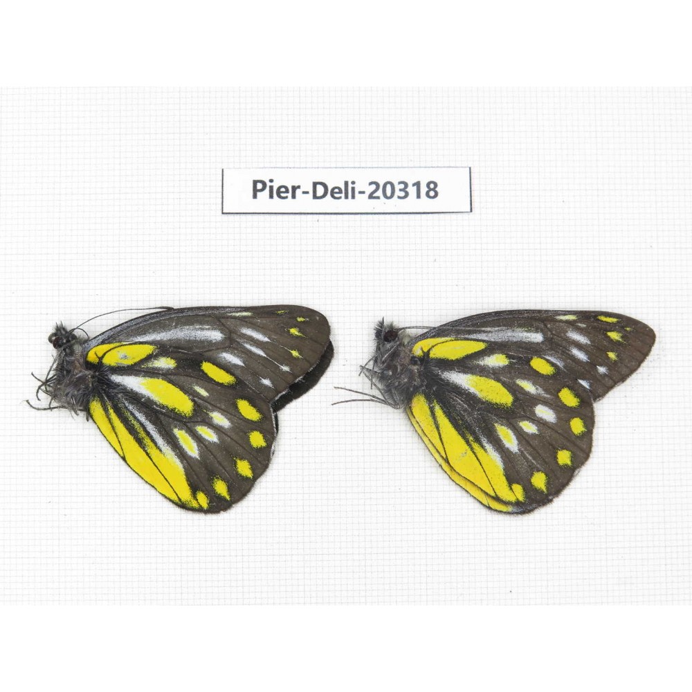 Delias partrua partrua. China, Yunnan, Nujiang, N of Nujiang valley, Mt. Biluoxueshan. 2M. Pier-Deli-20318.