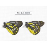 Delias partrua partrua. China, Yunnan, Nujiang, N of Nujiang valley, Mt. Biluoxueshan. 2M. Pier-Deli-20318.