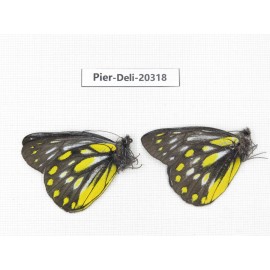 Delias partrua partrua. China, Yunnan, Nujiang, N of Nujiang valley, Mt. Biluoxueshan. 2M. Pier-Deli-20318.