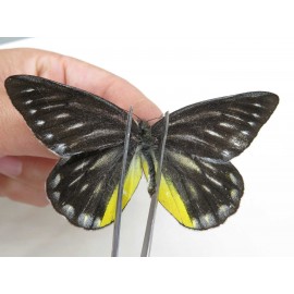 Delias partrua partrua. China, Yunnan, Nujiang, N of Nujiang valley, Mt. Biluoxueshan. 2M. Pier-Deli-20318.