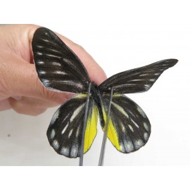 Delias partrua partrua. China, Yunnan, Nujiang, N of Nujiang valley, Mt. Biluoxueshan. 2M. Pier-Deli-20318.