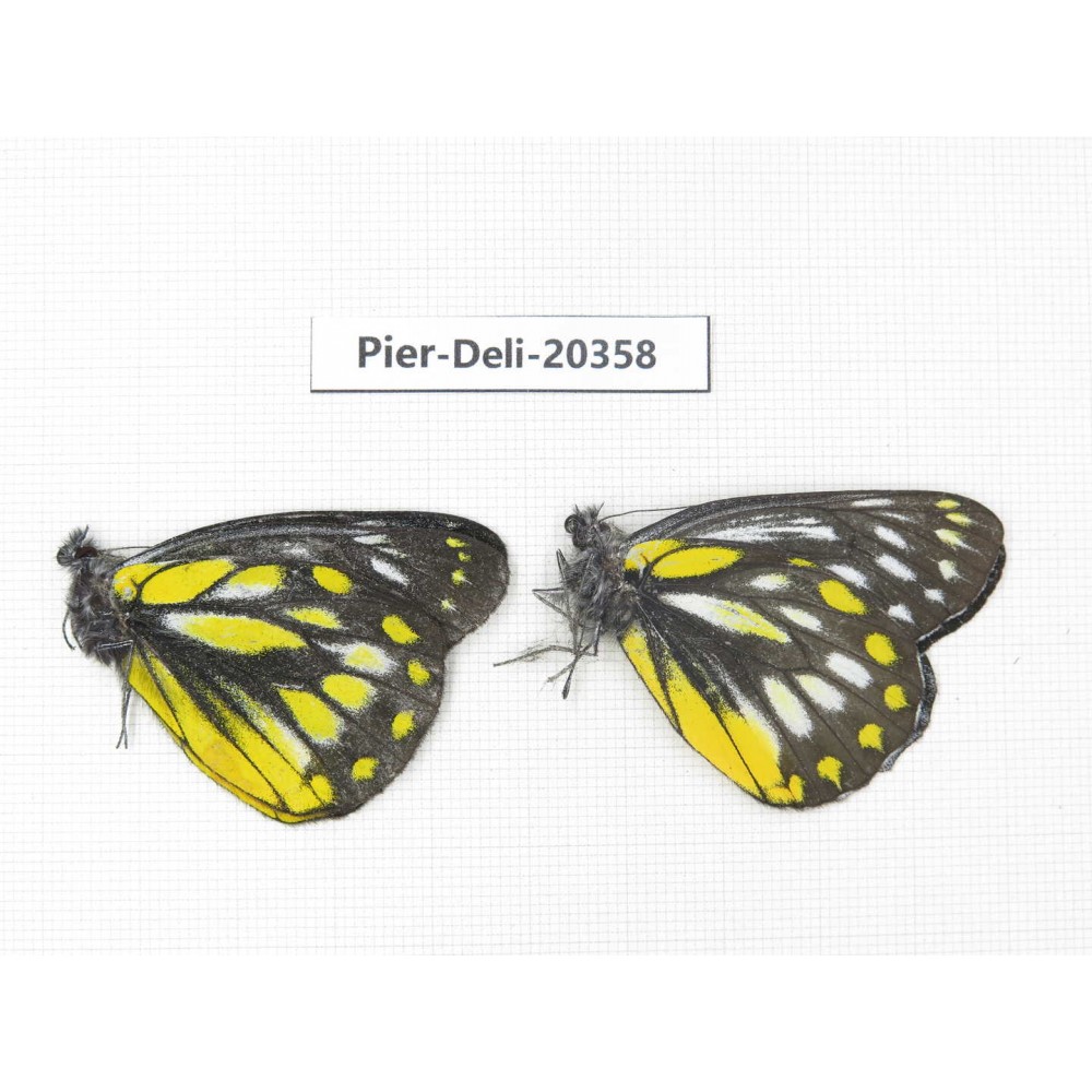 Delias lativitta yunnana & Delias subnubila ssp. China, Yunnan, Nujiang, N of Nujiang valley, Mt. Biluoxueshan. 2M. Pier-Deli-20358.