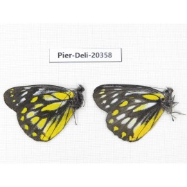 Delias lativitta yunnana & Delias subnubila ssp. China, Yunnan, Nujiang, N of Nujiang valley, Mt. Biluoxueshan. 2M. Pier-Deli-20358.